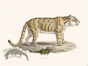 Cuvier 099 Corrugated Tiger